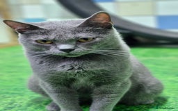 Chartreux cats for sale: Chartreux adult mum and daughter  - Image 17