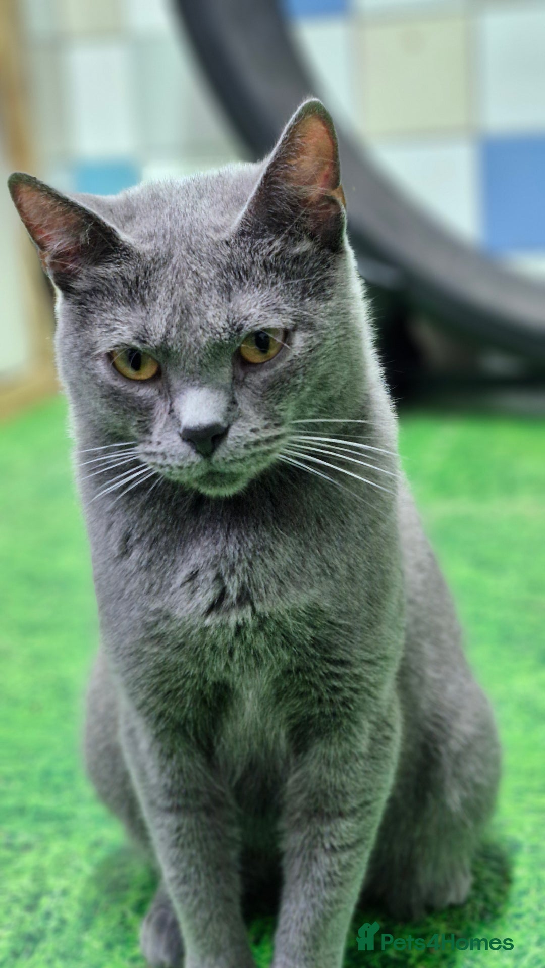 Chartreux cats for sale: Chartreux adult mum and daughter  - Image 17