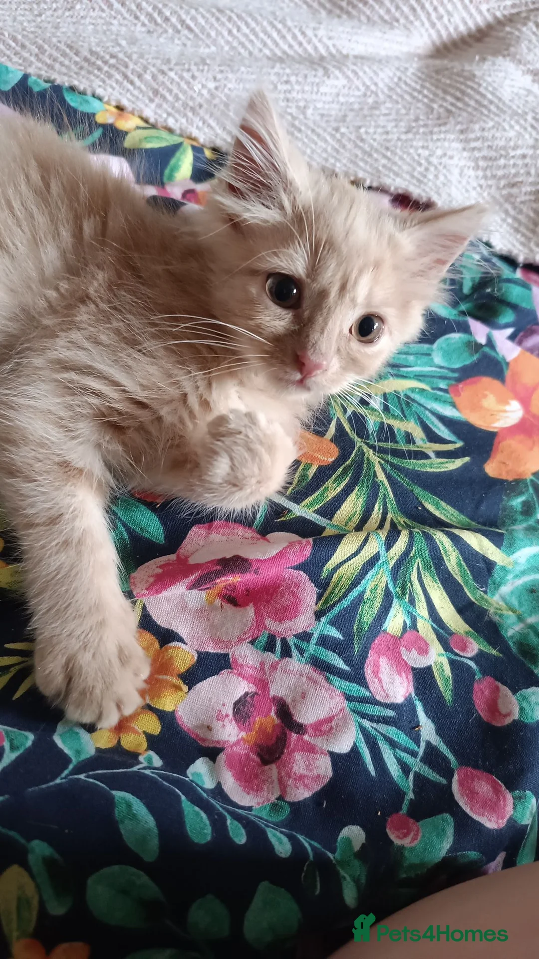 Mixed Breed cats for sale: Gorgeous Ragdoll cross kittens  - Advert 1