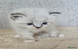 Ragdoll cats for sale: Stunning registered seal tabby ragdoll GC lines - Image 26