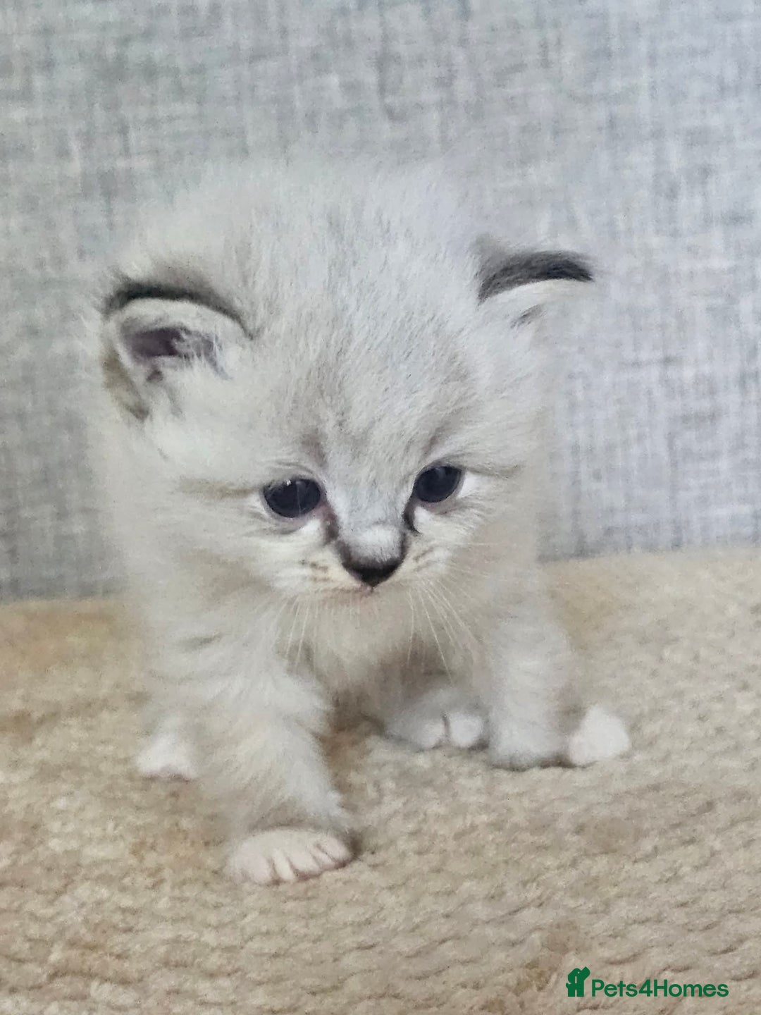 Ragdoll cats for sale: Stunning registered seal tabby ragdoll GC lines - Image 26