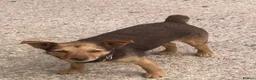 Patterdale Terrier dogs for sale: Black and tan in Worcester - Advert 1