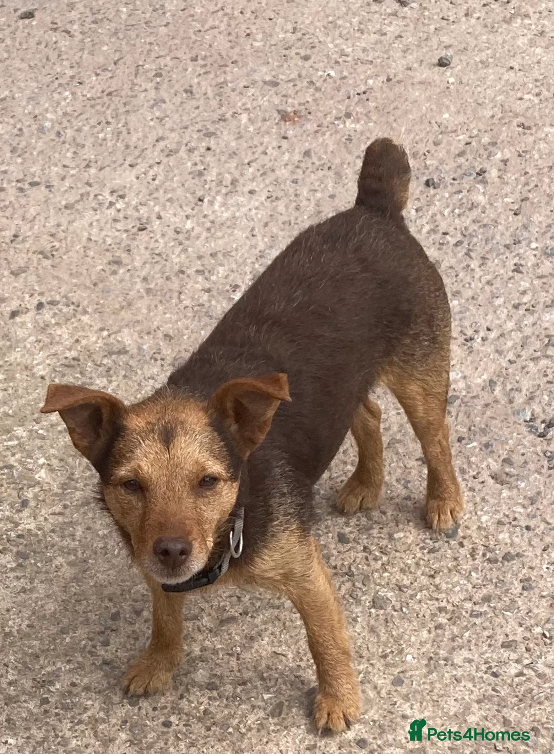 Patterdale Terrier dogs for sale: Black and tan in Worcester - Advert 1