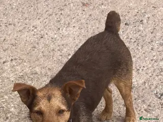 Patterdale Terrier dogs Black and tan - Advert 6