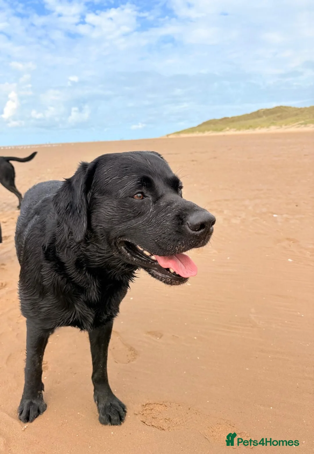 Labrador Retriever dogs for stud: Labrador stud  in Knutsford - Advert 2
