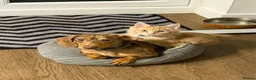 Miniature Dachshund dogs for sale: Male miniature dachshund  - Advert 4