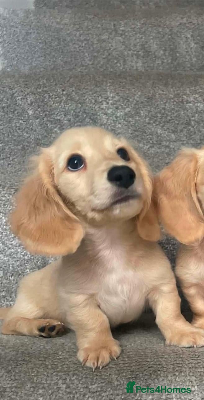 Miniature Dachshund dogs REDUCED READY NOW Longhair cream mini dachshund - Advert 2