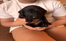 Springador dogs for sale: Springador puppies - Image 2