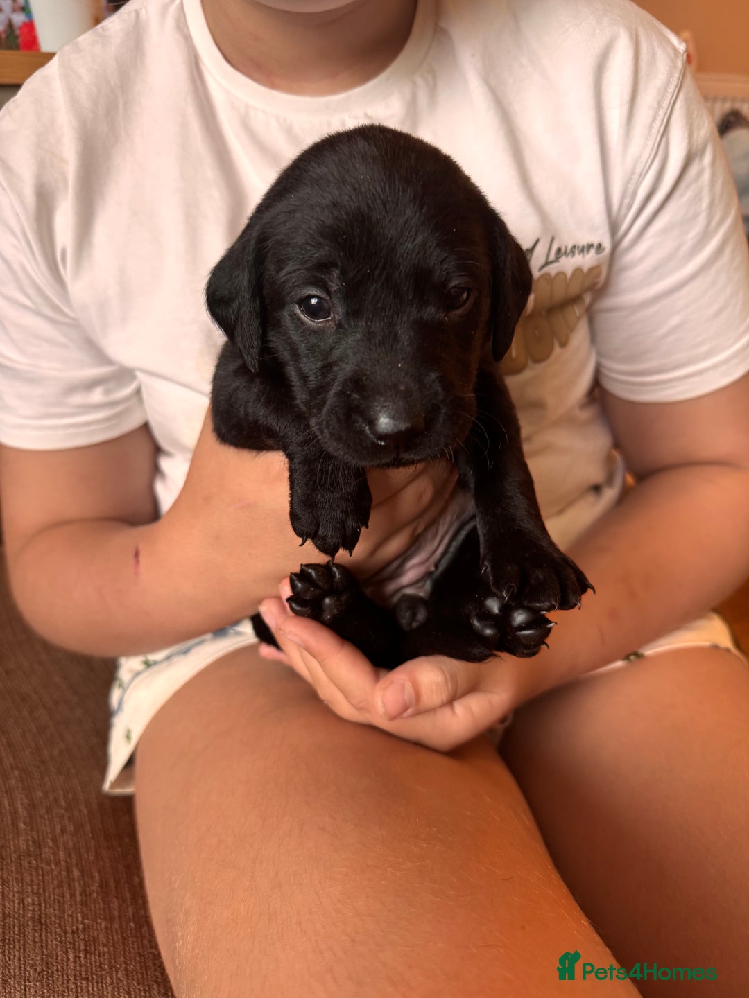 Springador dogs for sale: Springador puppies - Image 2