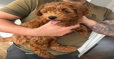 Cockapoo dogs - Advert 7