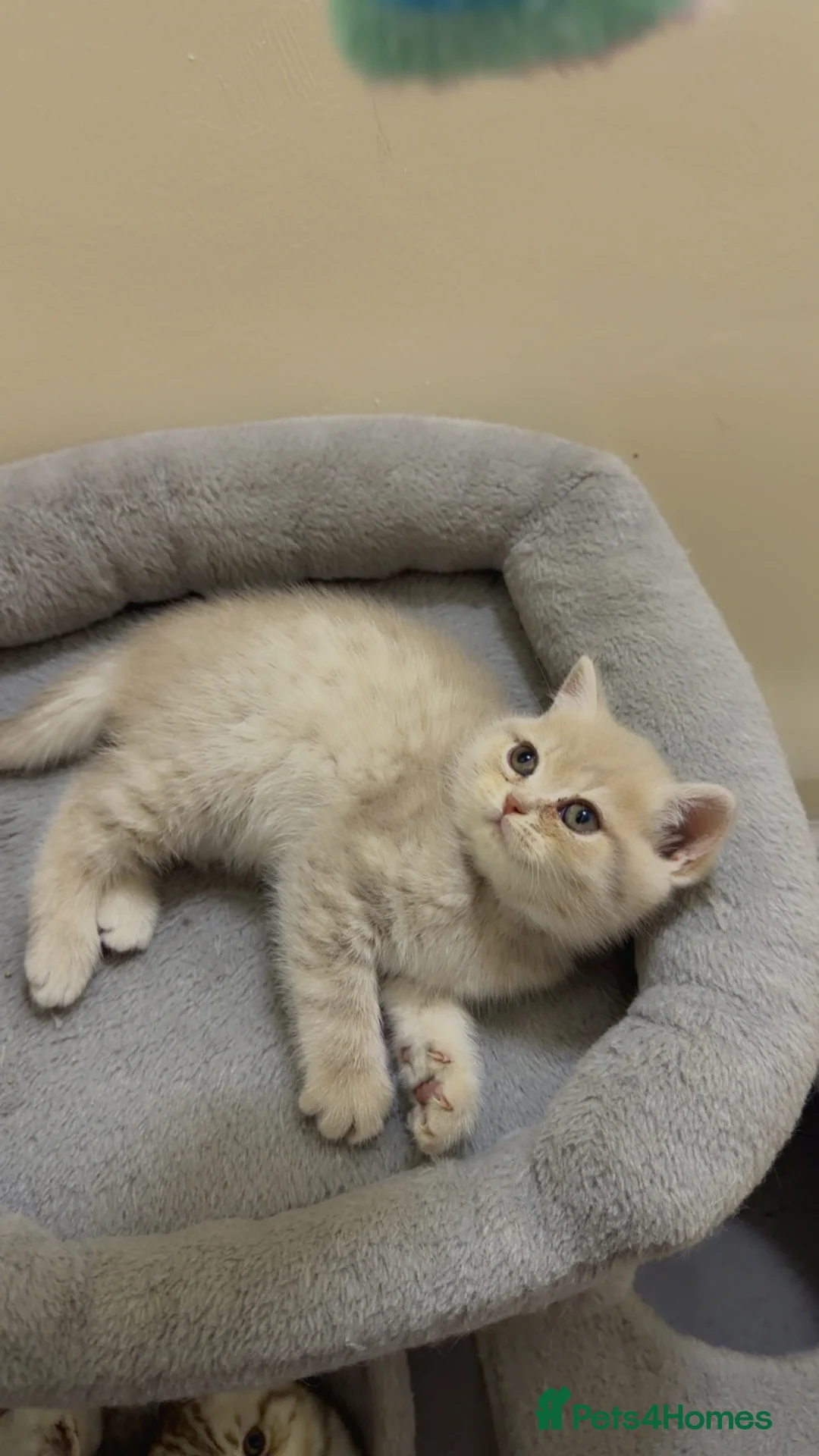 British Shorthair cats for sale: Beautiful British shorthair  - Advert 11