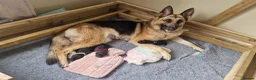 German Shepherd dogs for sale: 3 beautiful female gsd pups - Advert 2