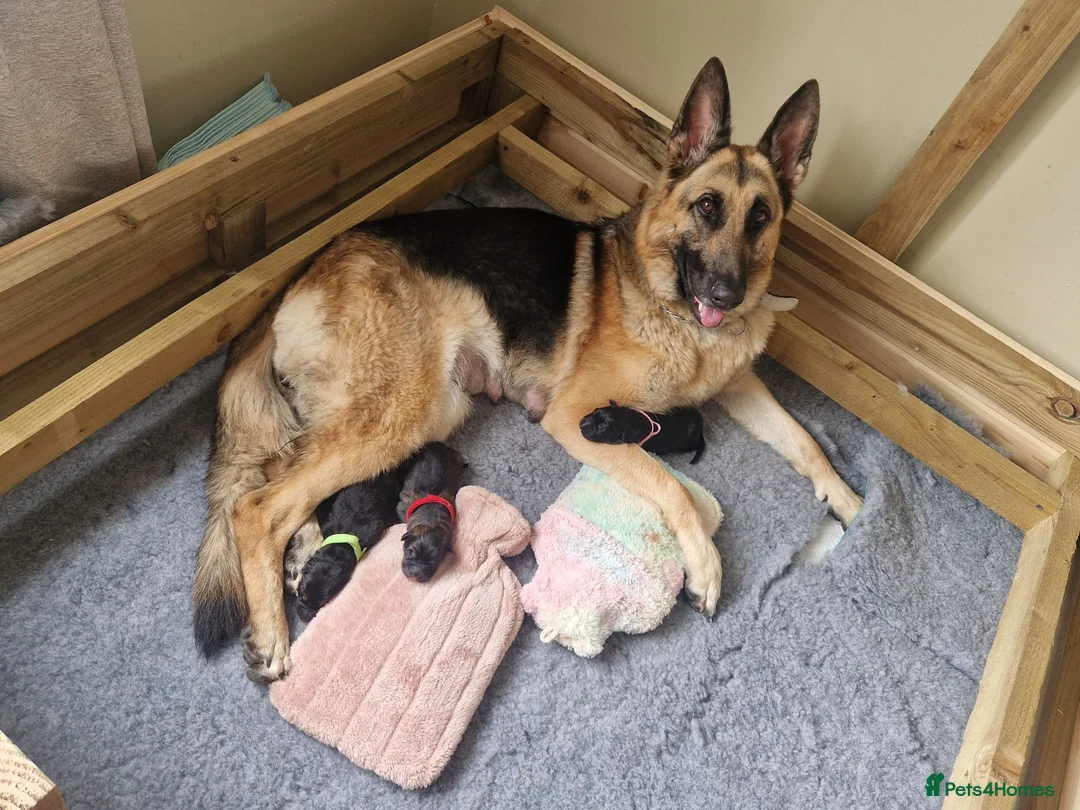 German Shepherd dogs for sale: 3 beautiful female gsd pups - Advert 2