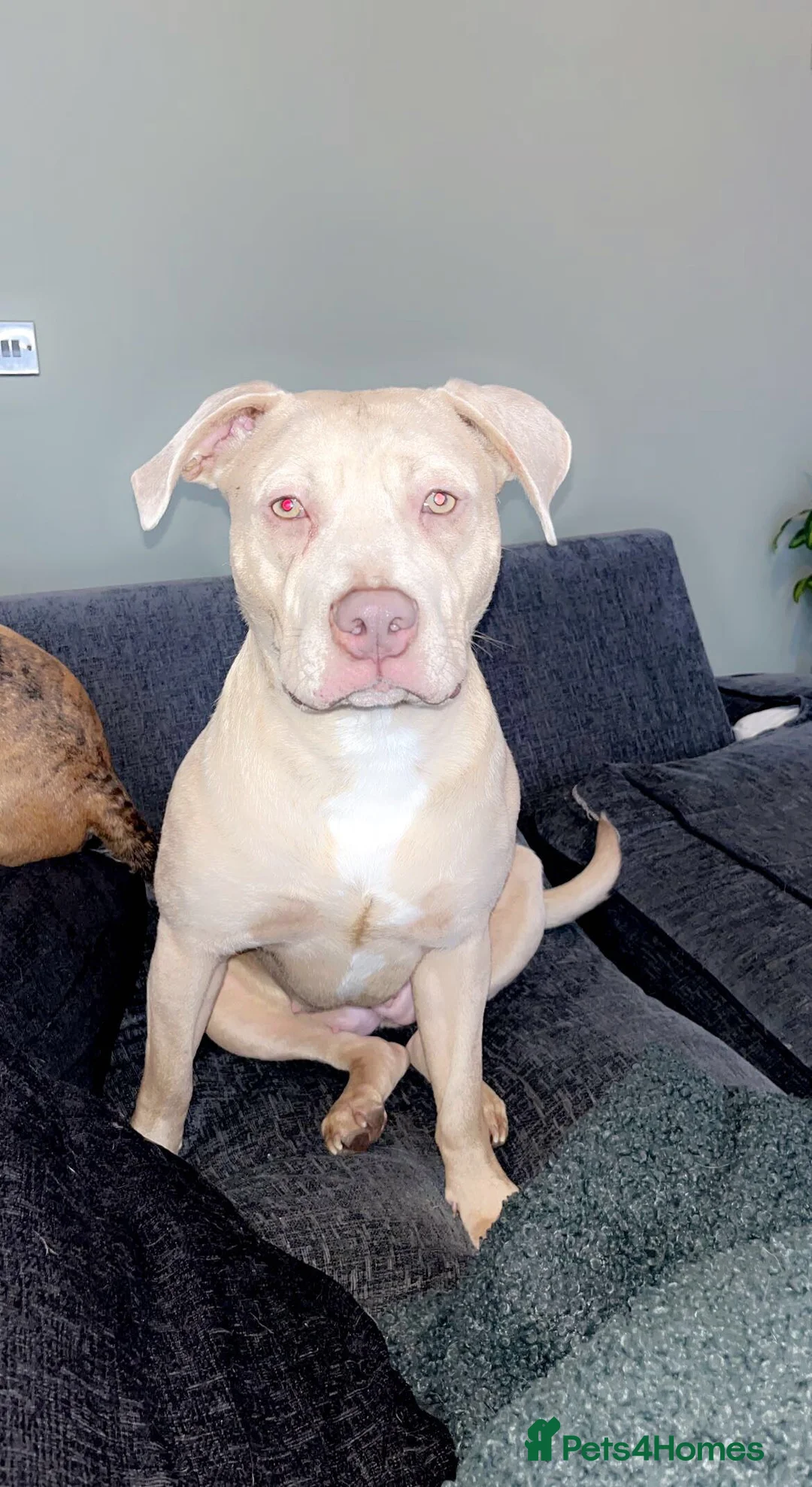 Mixed Breed dogs for sale: American bulldog mix - Advert 3