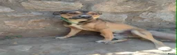 Mixed Breed dogs for adoption: Lucky 1 year small/medium Macedonian Rescue - Advert 7