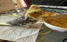 Cockatiels birds for sale: BEAUTIFUL BABY HAND REARED COCKATIEL / BIRDS  in Liverpool - Image 12