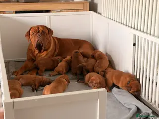 Dogue De Bordeaux dogs Stunning KC Dogue de Bordeaux Puppies - Advert 2