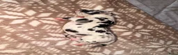 Great Dane dogs for sale: Great danes puppies - Advert 26