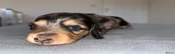 Miniature Dachshund dogs for sale: Miniature dachshund pups - Advert 5