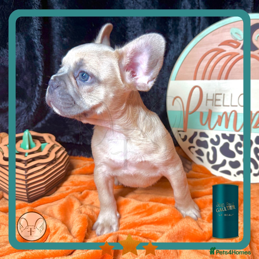 French Bulldog dogs for sale: Hello Pumpkin KC Frenchie Bulldogs A* Ready Soon! - Image 10