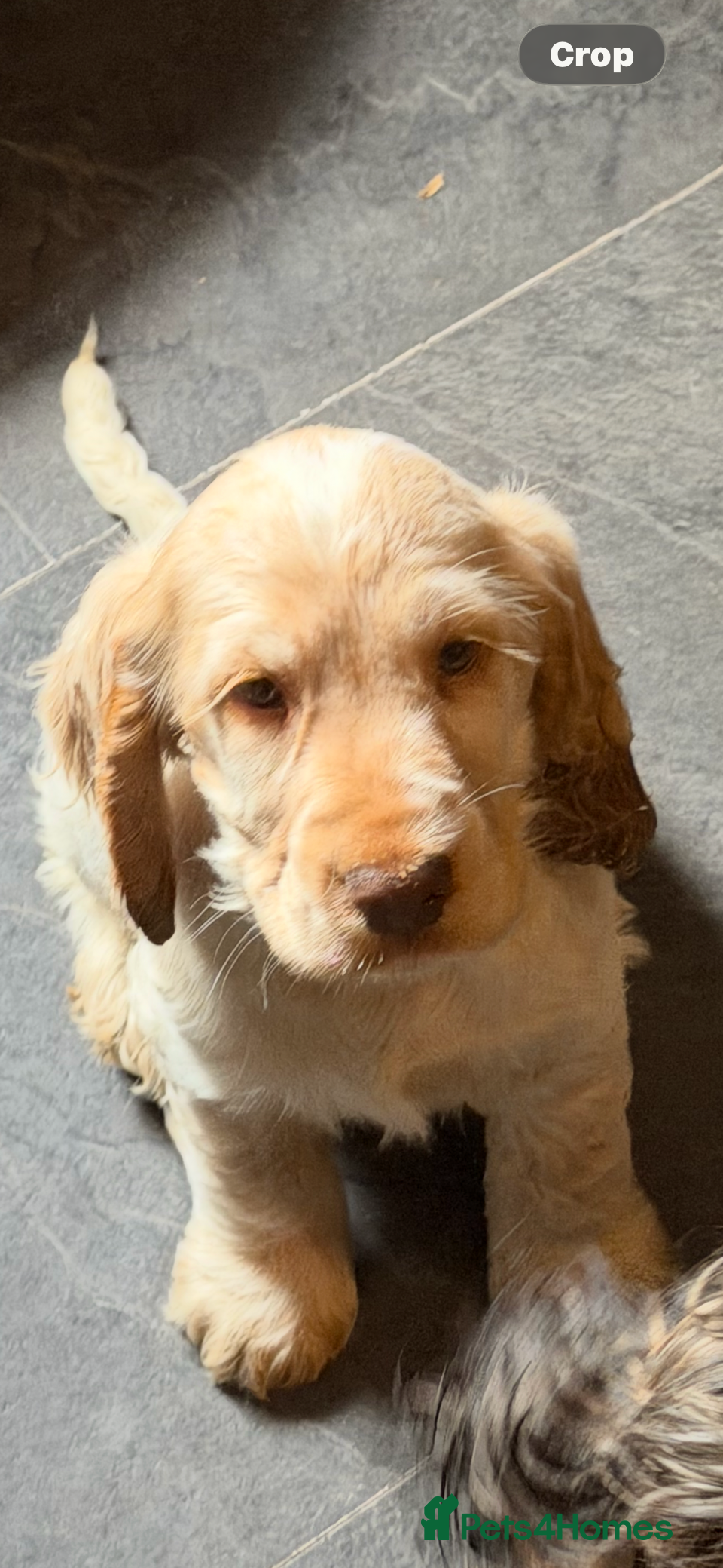 Cocker Spaniel dogs Show cocker spaniel pups ready now  - Advert 14