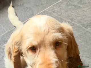 Cocker Spaniel dogs Show cocker spaniel pups ready now - Advert 14