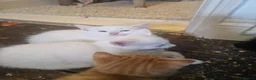 Mixed Breed cats for sale: 2 male kittens - Advert 5