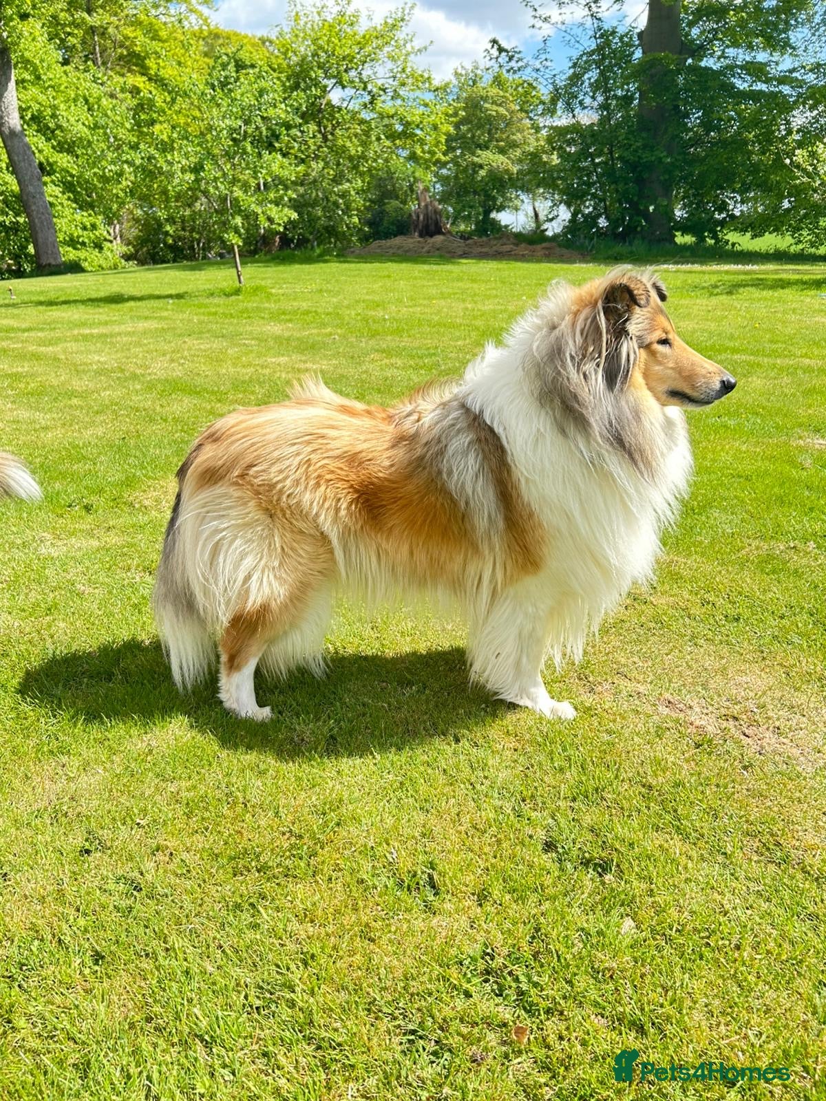 Rough Collie dogs Stunning rough collies in Dumfries - Advert 2