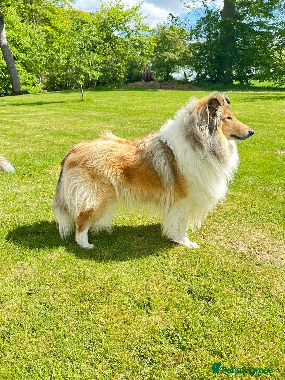 Rough Collie dogs for sale: Stunning rough collies in Dumfries - Advert 1