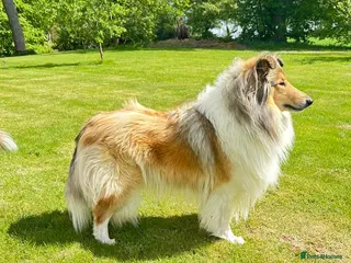 Rough Collie dogs Stunning rough collies in Dumfries - Advert 2