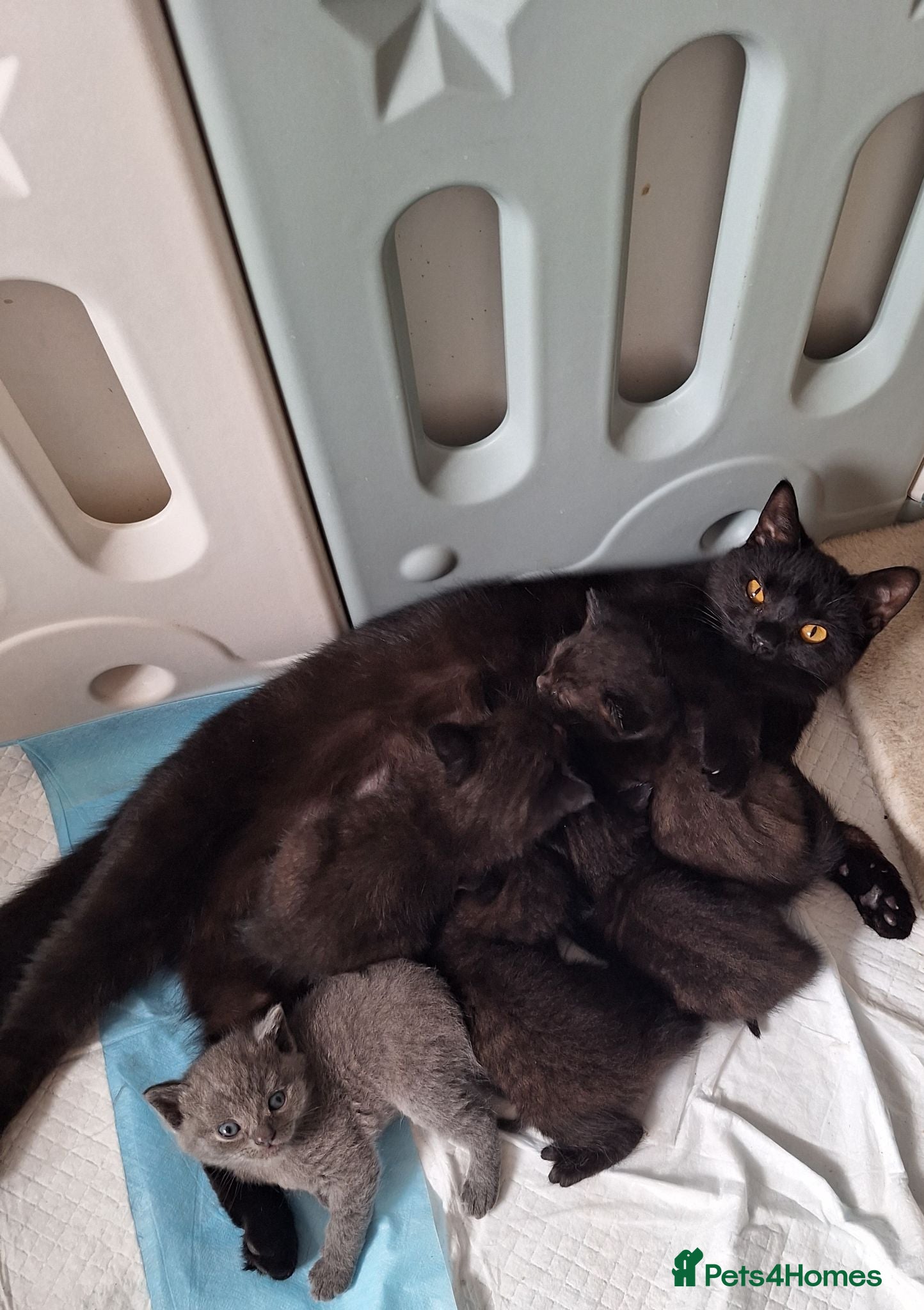 British Shorthair cats Chocolate-cinnamon,grey colour BSH kittens,London - Advert 1