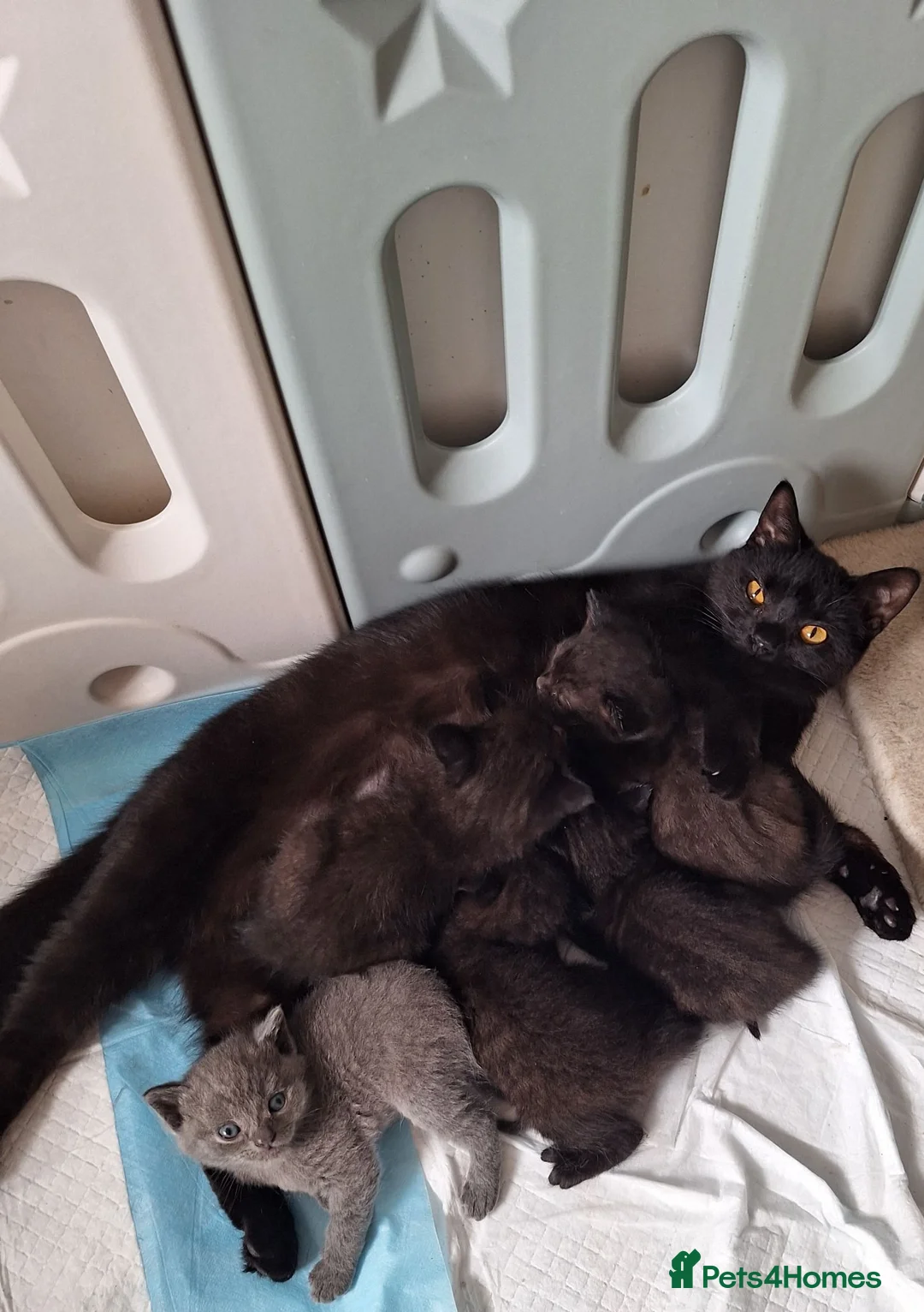 British Shorthair cats for sale: Chocolate-cinnamon,grey colour BSH kittens,London - Advert 2