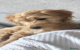 Mixed Breed dogs for sale: Cocker schnoodle - Image 1