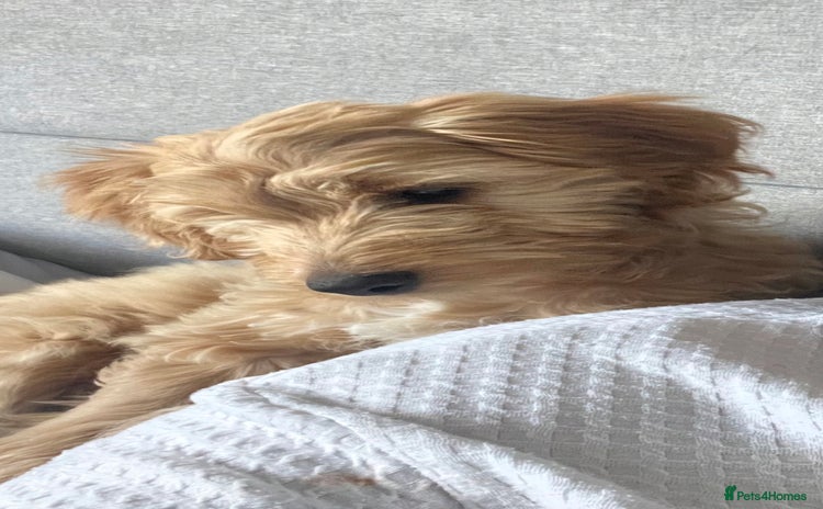 Mixed Breed dogs - Advert 6