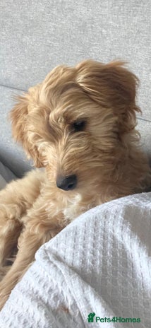 Mixed Breed dogs - Advert 6