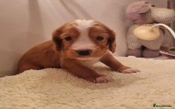 Cocker Spaniel dogs for sale: Gorgeous Health Tested Working Cocker Spaniels - Image 31