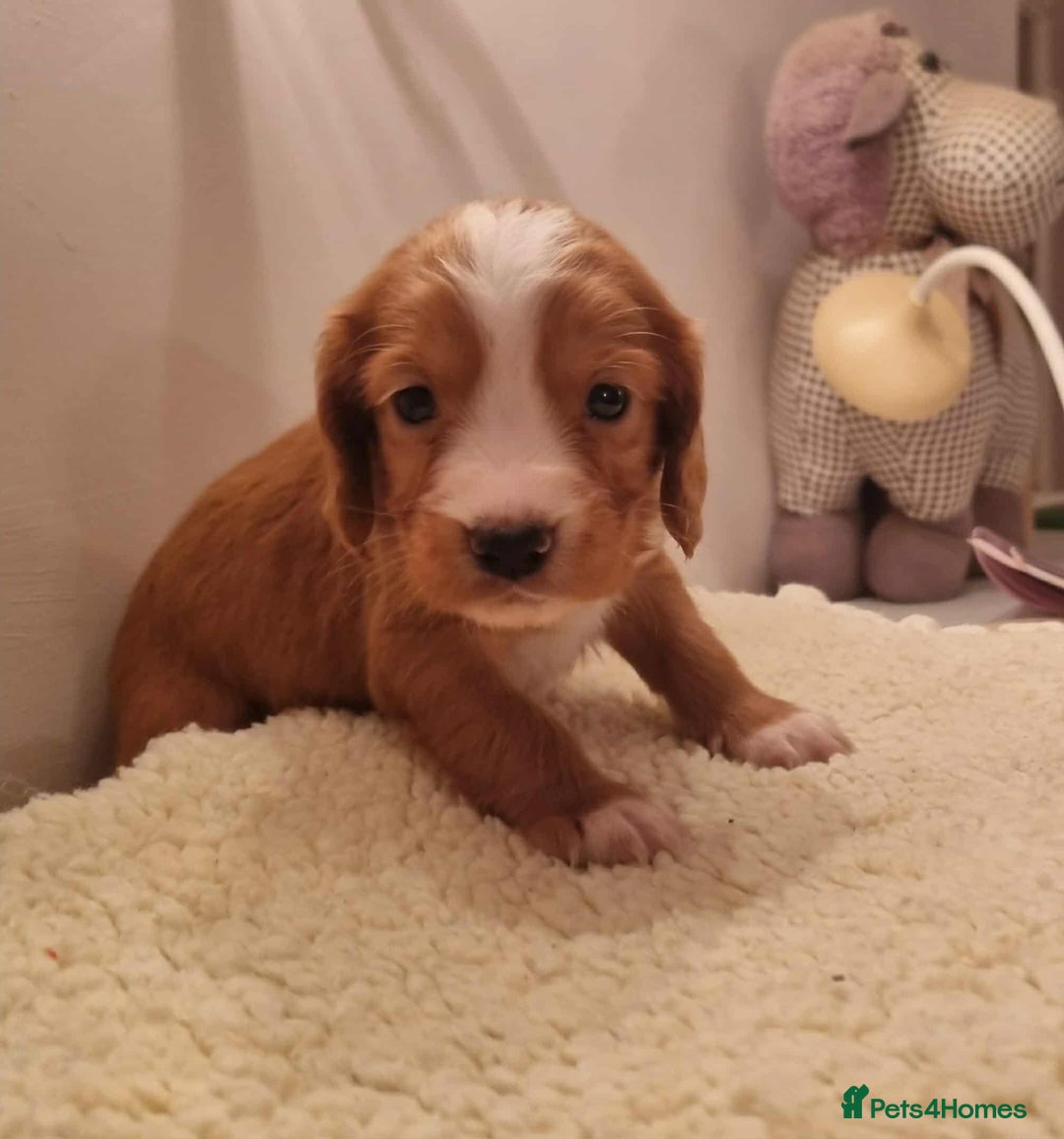 Cocker Spaniel dogs for sale: Gorgeous Health Tested Working Cocker Spaniels - Image 31