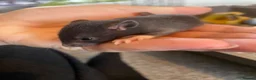 Rat rodents for sale: Baby rats ready NOW  - Advert 3