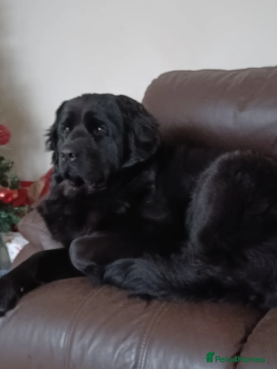 Mixed Breed dogs for sale: Gorgeous St Bernewfie Puppies  - Advert 1