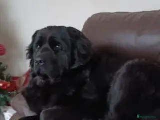 Mixed Breed dogs Gorgeous St Bernewfie Puppies - Advert 6