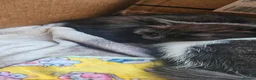 Mixed Breed cats for sale: 2 sets of part ragdoll kittens - Advert 6