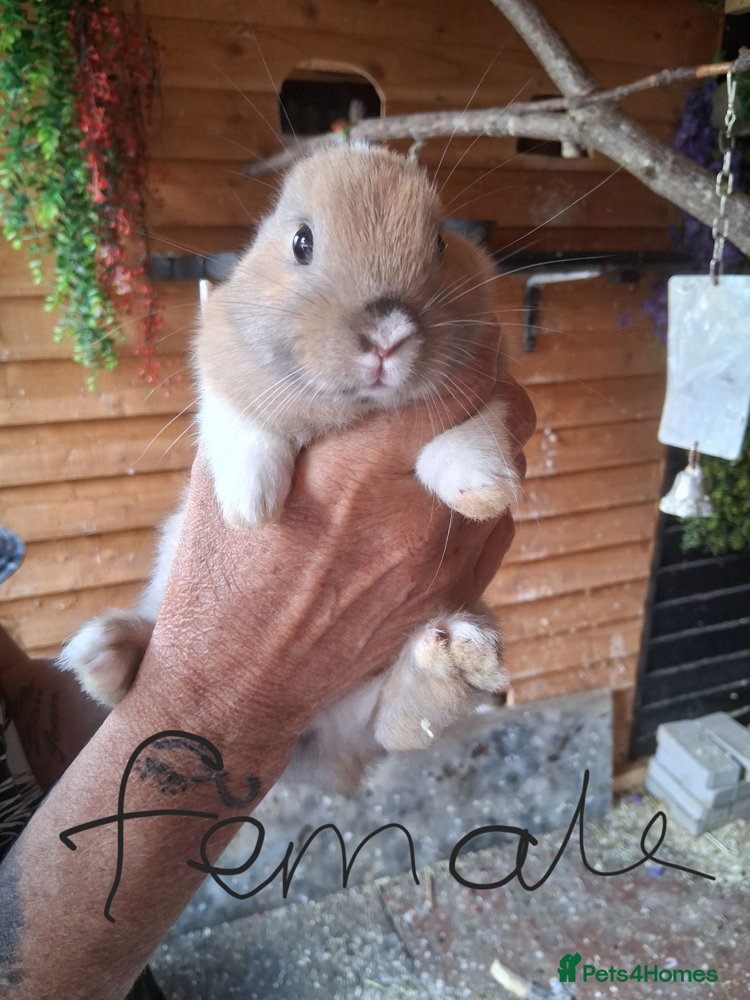Mixed Breed rabbits 8 baby bunnies  - Advert 1