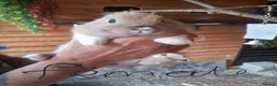 Mixed Breed rabbits for sale: 8 baby bunnies  - Advert 1
