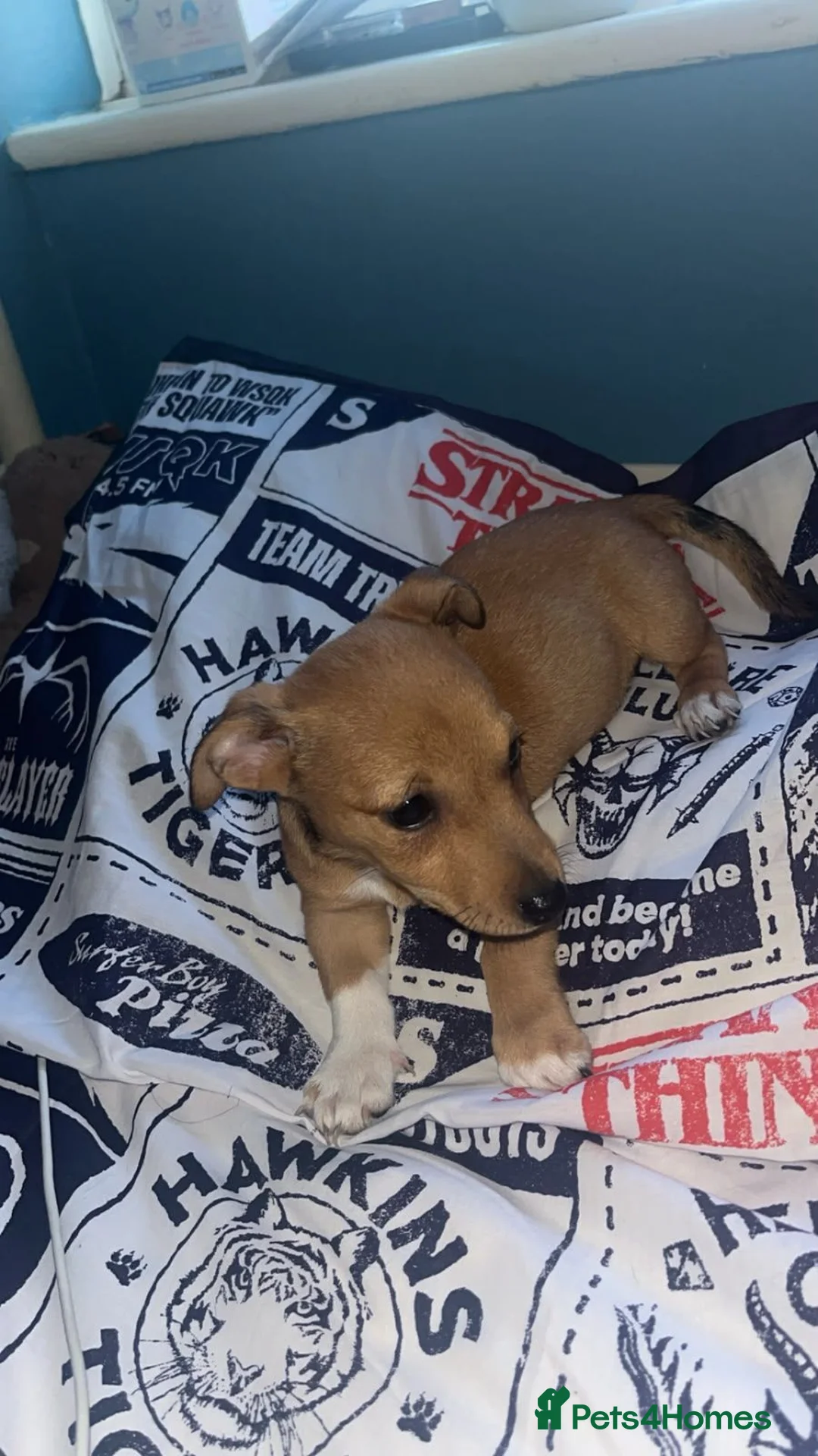 Jack Russell dogs for sale: Jack russell puppies in London - Advert 6