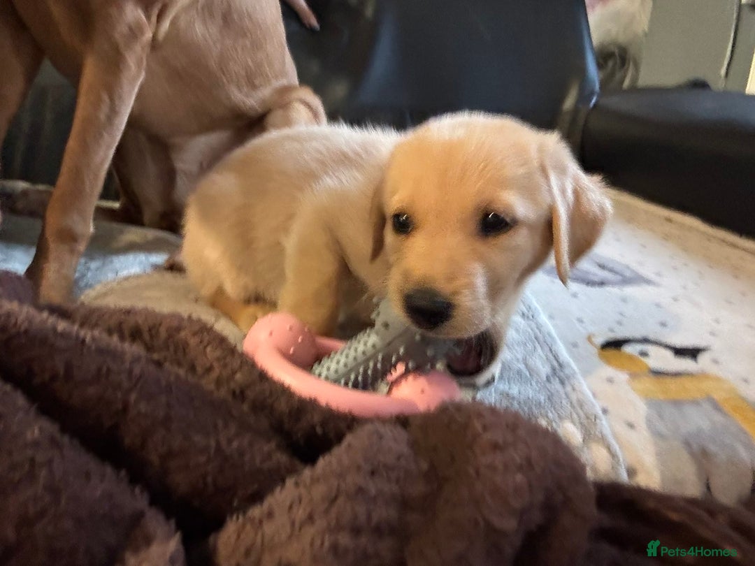 Labrador Retriever dogs for sale: White lab male - Advert 6