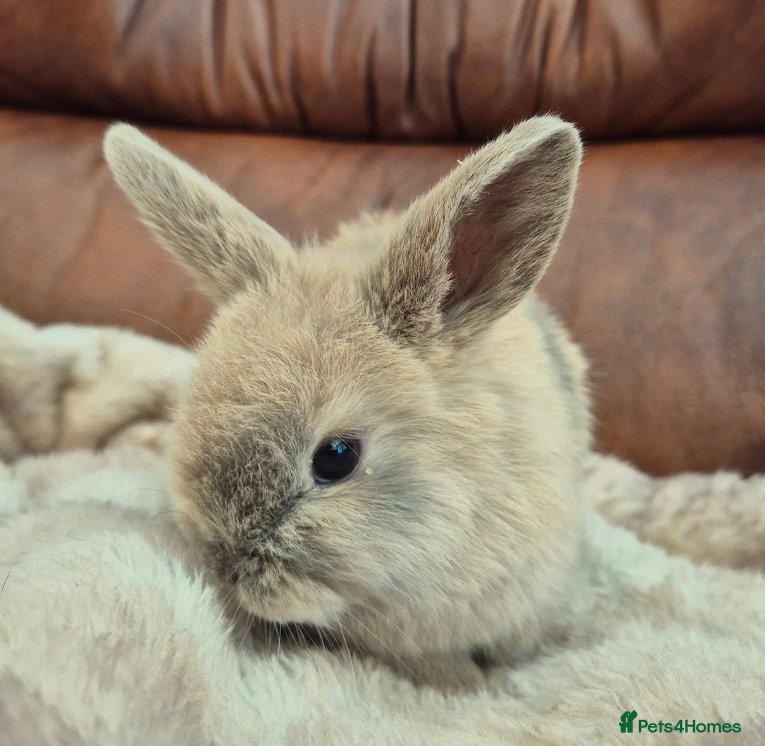 Mini Lop rabbits for sale: Mini lop baby boys ready now.  - Advert 7