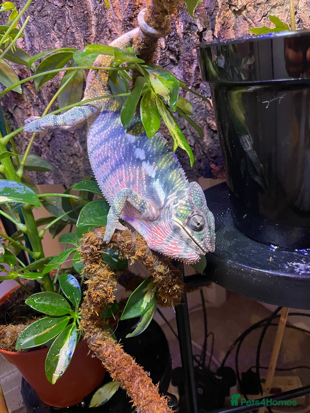 Chameleon reptiles for sale: Male Panther Chameleon and FULL Set Up - Advert 1
