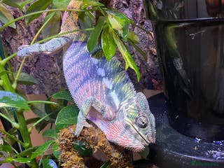 Chameleon reptiles Male Panther Chameleon and FULL Set Up - Advert 4