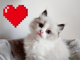 Ragdoll cats Beautiful Ragdoll kittens raised with ❤️ - Advert 11