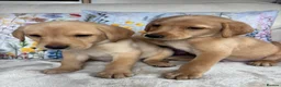 Labrador Retriever dogs for sale: DNA tested KC reg Labrador puppies - Advert 3